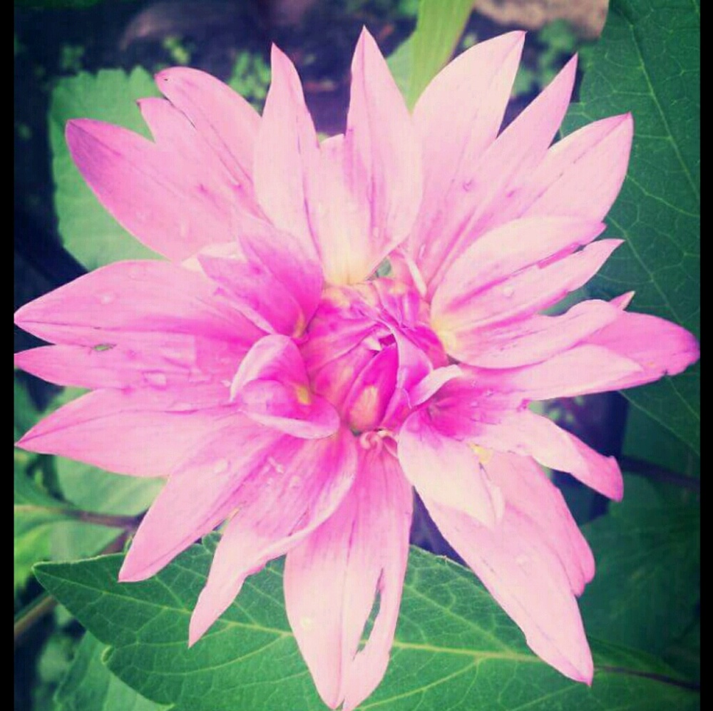 Meet your Posher, Erica